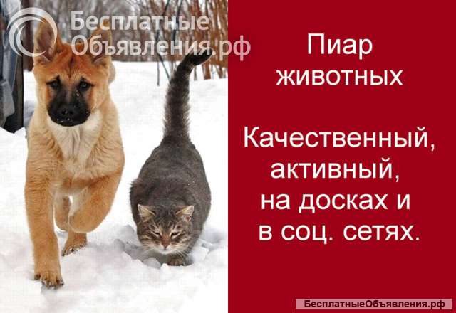 Качественный ежедневный пиар кошек и собак в интернете по всей России