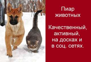 Качественный ежедневный пиар кошек и собак в интернете по всей России