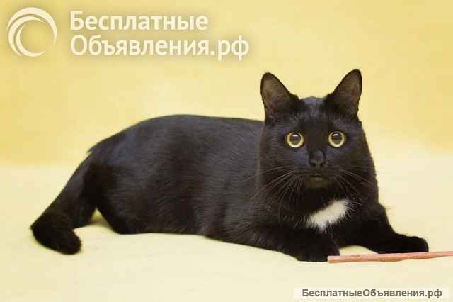 Ласковая девчонка-мурлыка Ариша ищет дом