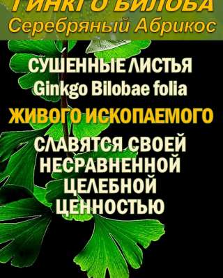 Функциональны чай. Листья Гинкго двулопастного Ginkgo Bilobae folia.