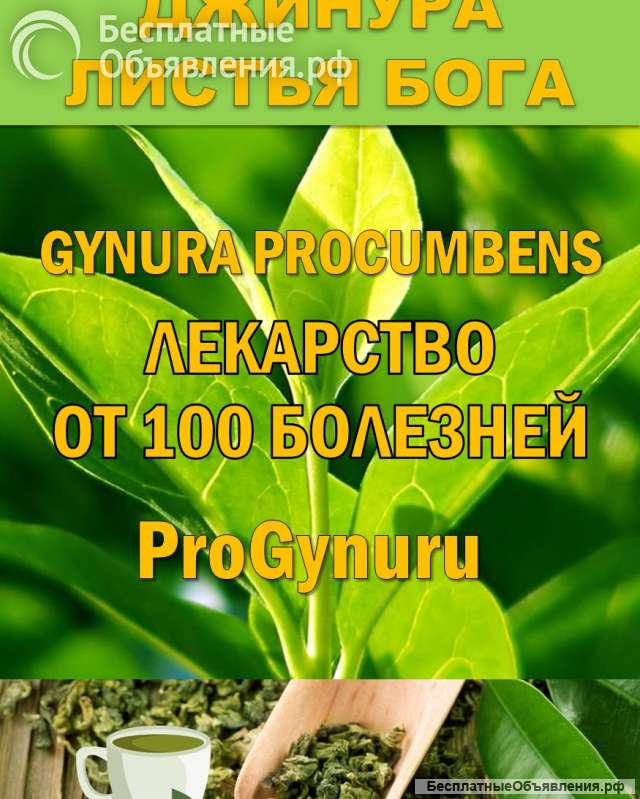 Фиточай Джинура Прокумбенс. Гинура. Сушёный лист.