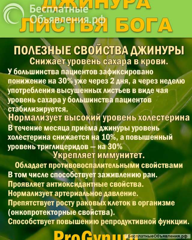 Фиточай Джинура Прокумбенс. Гинура. Сушёный лист.