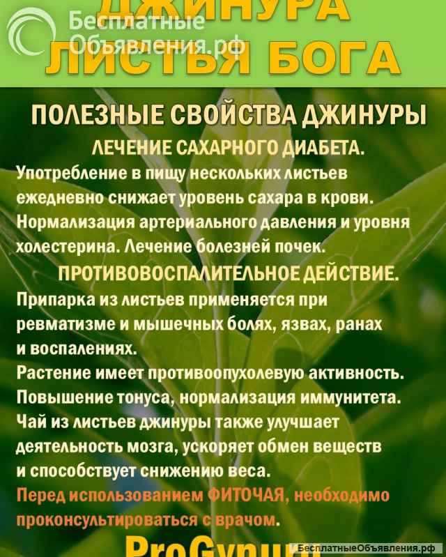 Фиточай Джинура Прокумбенс. Гинура. Сушёный лист.