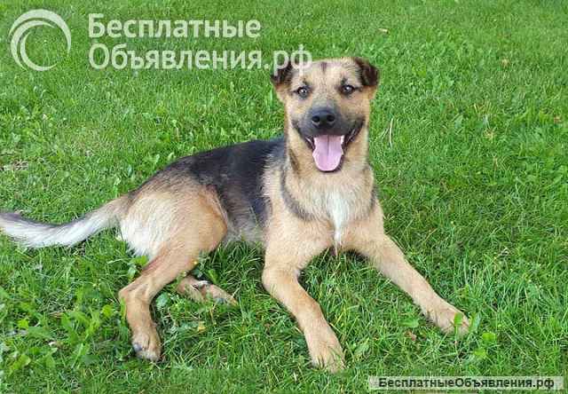 Ищет дом молодой пес Толик, воплощение дружелюбия