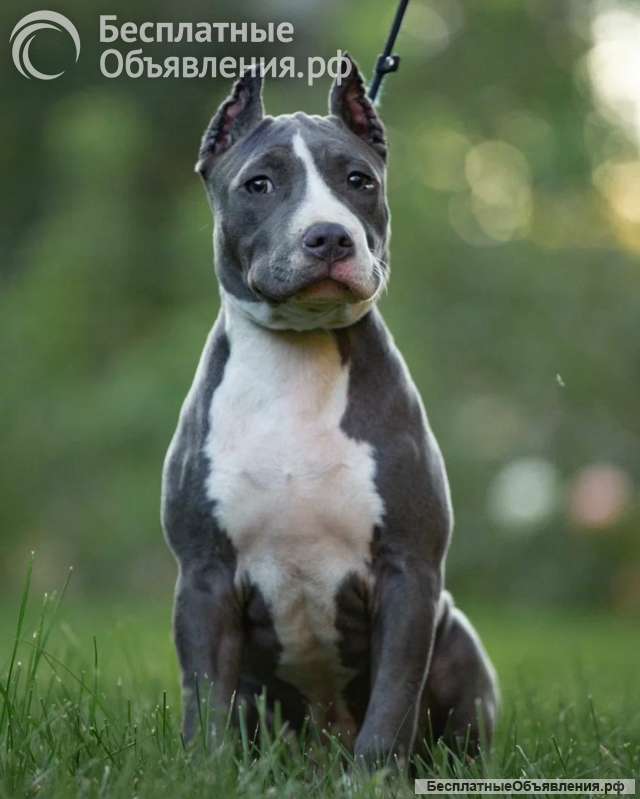 Голубая девочка Амстаффтерьера 4 месяца ркф