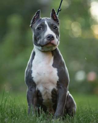 Голубая девочка Амстаффтерьера 4 месяца ркф