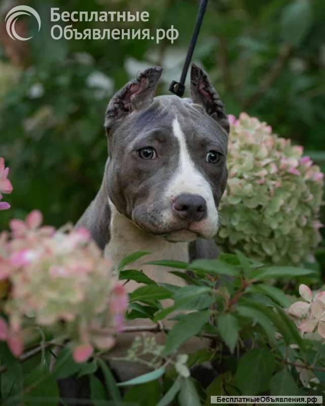 Голубая девочка Амстаффтерьера 4 месяца ркф