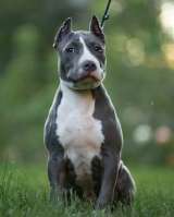 Голубая девочка Амстаффтерьера 4 месяца ркф