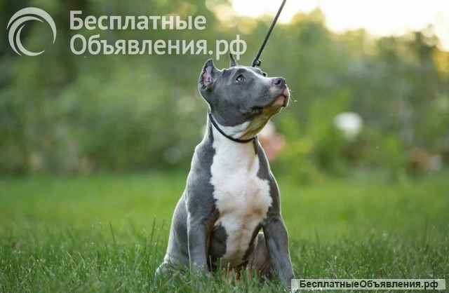 Голубая девочка Амстаффтерьера 4 месяца ркф