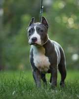 Голубая девочка Амстаффтерьера 4 месяца ркф