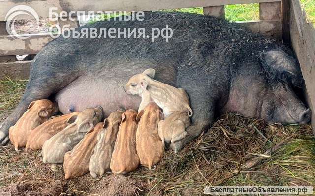 Поросята Венгерская мангалица