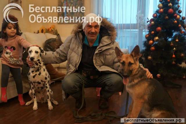 Дрессировка собак. Услуги зоопсихолога.