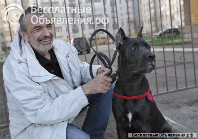 Дрессировка собак. Услуги зоопсихолога.