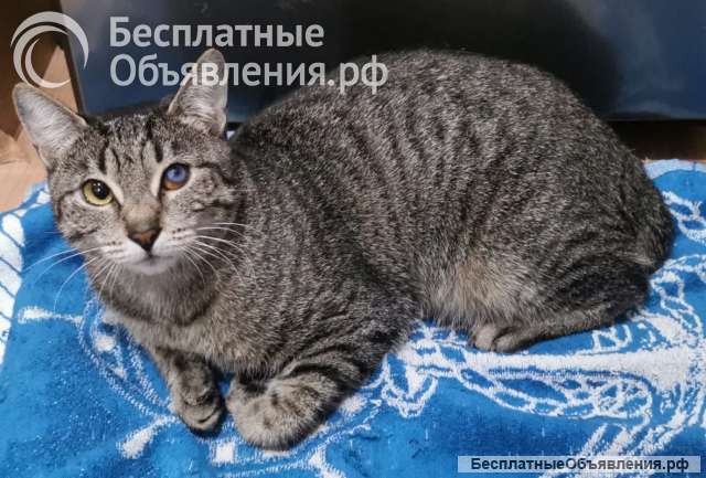 Доброе сердце для кошки Ириски