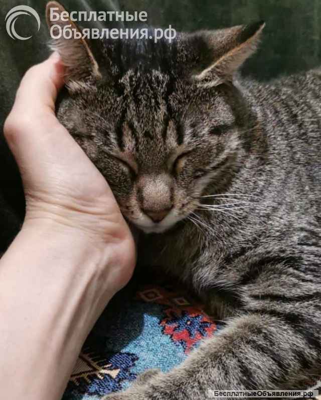 Доброе сердце для кошки Ириски