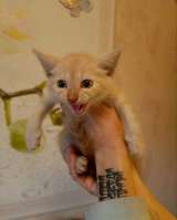 Котенок Лео - счастье в дом