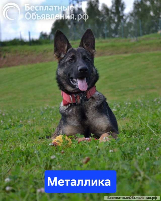 Щенки немецкой овчарки рабочего разведения