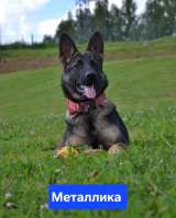 Щенки немецкой овчарки рабочего разведения