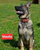 Щенки немецкой овчарки рабочего разведения