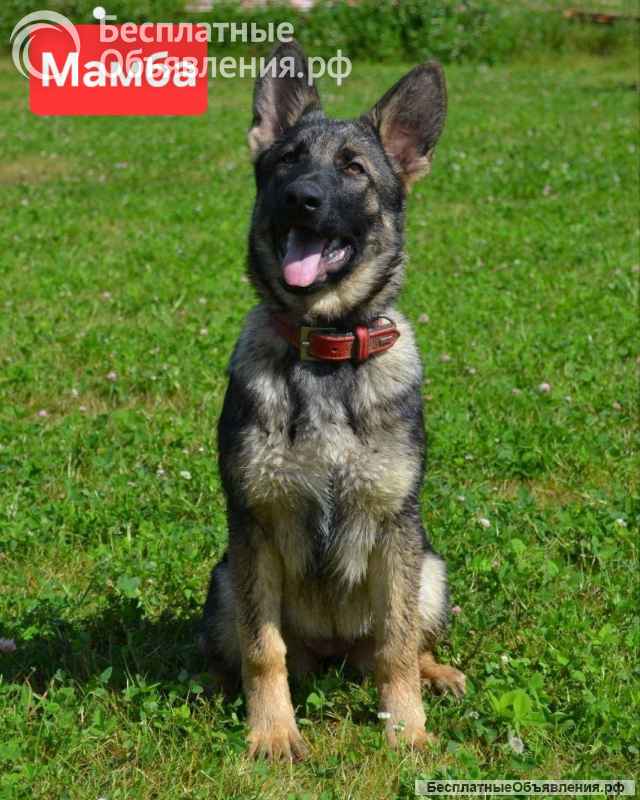 Щенки немецкой овчарки рабочего разведения