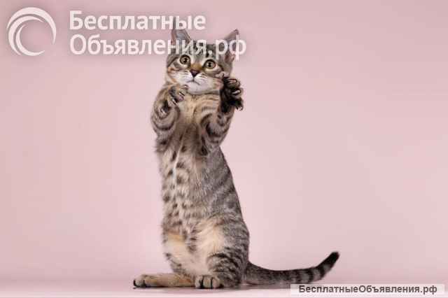 Маленькая девочка Айва ищет свою самую лучшую семью