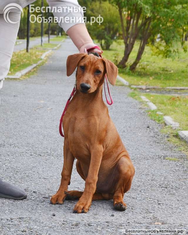 Щенки Немецкого пинчера