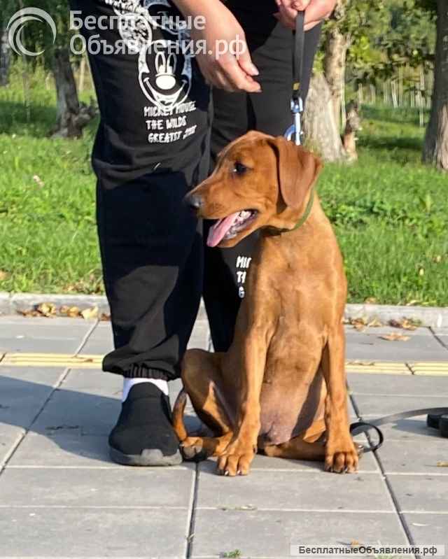 Щенки Немецкого пинчера