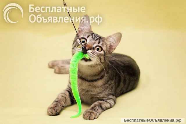 Очаровательная малышка Мелисса готова подарить вам свою любовь и ласку
