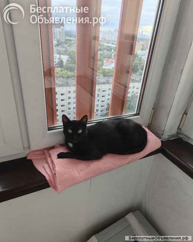 Бэлла в поиске дома