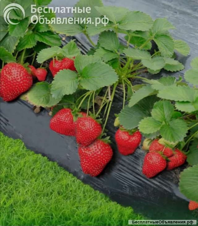 Рассада клубники оптом