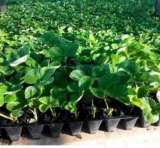 Рассада клубники оптом