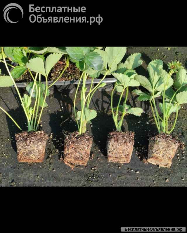 Рассада клубники оптом