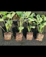 Рассада клубники оптом