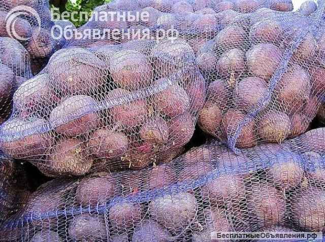 Овощи для борща оптом