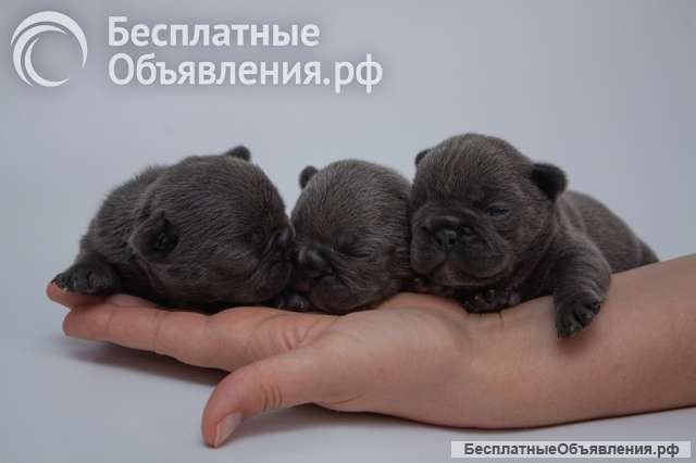 Замечательные девочки щенки французского бульдога