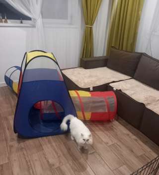 Передержка домашних животных