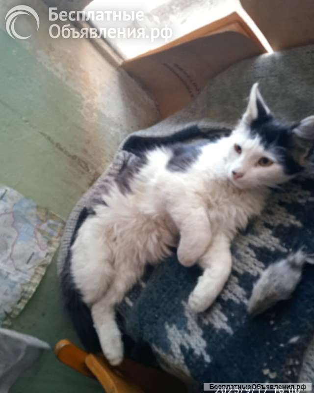 Красавец Филимон