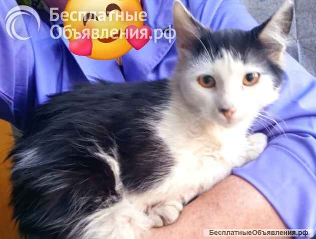 Красавец Филимон