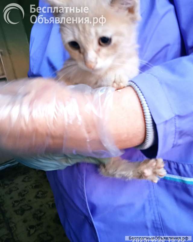 Малыш Лаки