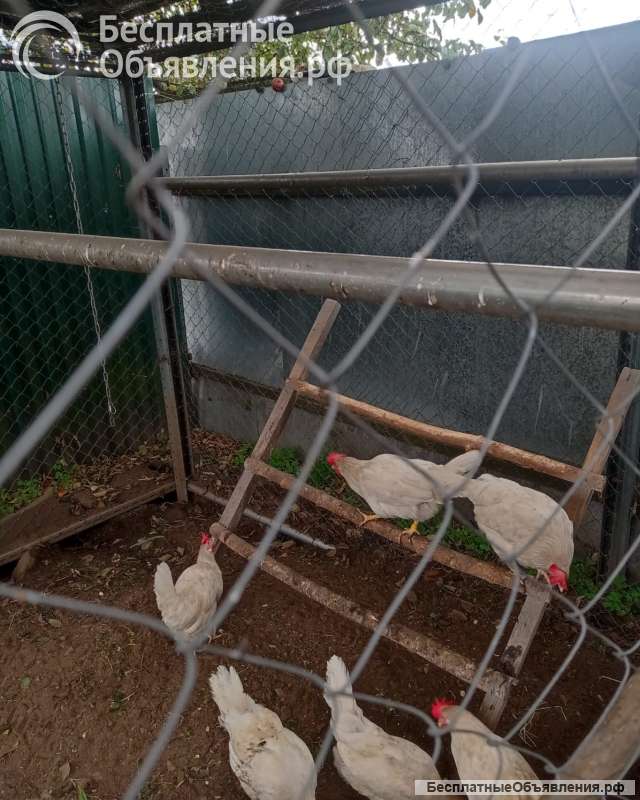 Куры-несушки 10 штук