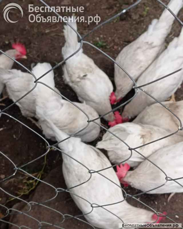 Куры-несушки 10 штук