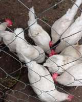 Куры-несушки 10 штук