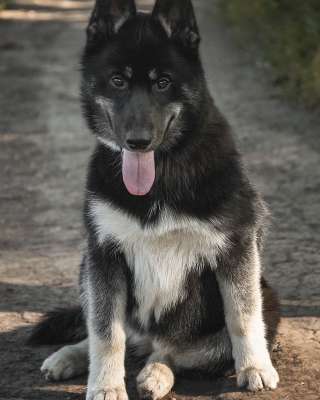 Сибирский хаски агути щенки