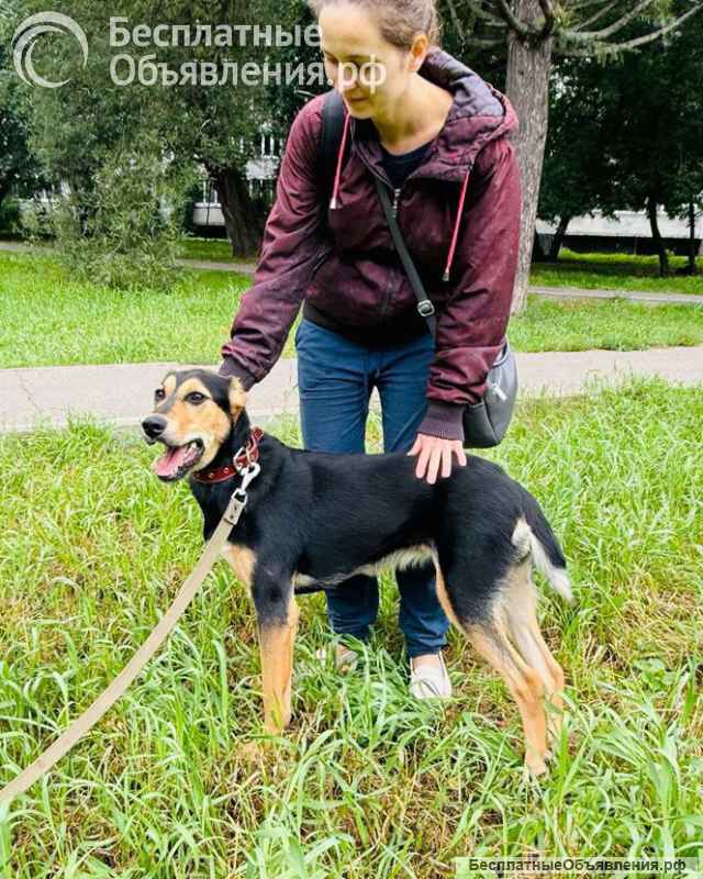 Собака Молли ищет дом