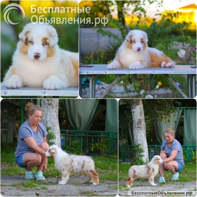 Щенки Австралийской овчарки/аусси от питомника ркф