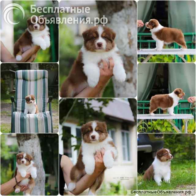 Щенки Австралийской овчарки/аусси от питомника ркф