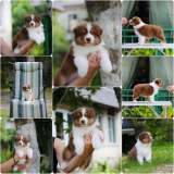 Щенки Австралийской овчарки/аусси от питомника ркф