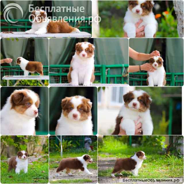 Щенки Австралийской овчарки/аусси от питомника ркф