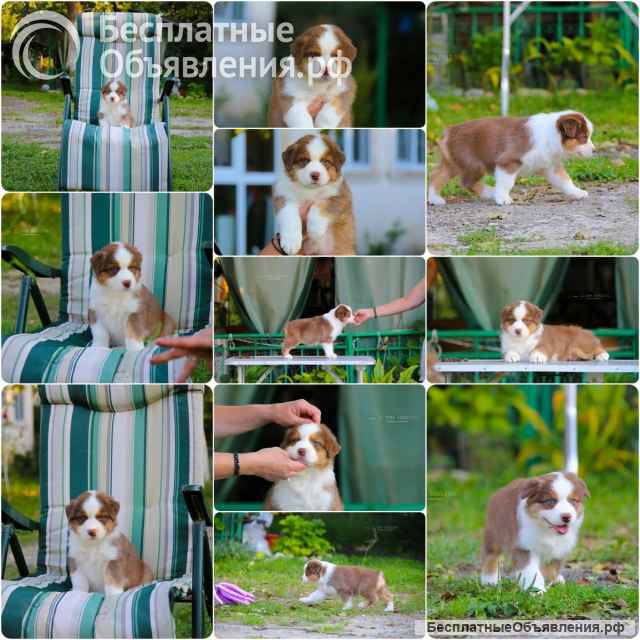 Щенки Австралийской овчарки/аусси от питомника ркф