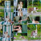 Щенки Австралийской овчарки/аусси от питомника ркф